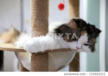 Close up of cute fluffy white cat with lazy pose, in clear bowl on cat tree. Close up of cute fluffy white cat with lazy pose, in clear bowl on cat tree. 133683222