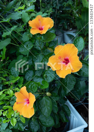 orange hibiscus flower (genus Hibiscus). orange hibiscus flower (genus Hibiscus). 133683437
