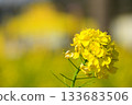 沐浴春日陽光的油菜花 133683506