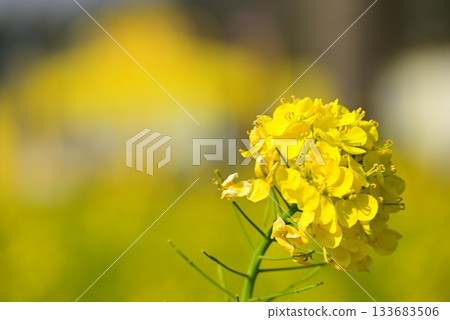 Rape blossoms bathed in spring sunlight Rape blossoms bathed in spring sunlight 133683506