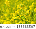 沐浴春日陽光的油菜花 133683507