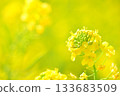 沐浴春日陽光的油菜花 133683509