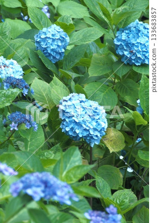 Blue hydrangea 133683857