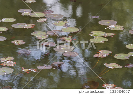 White water lily flower White water lily flower 133684067