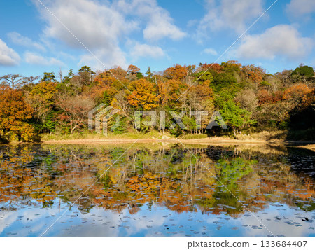 Autumn leaves reflected on the surface of Yokoike Pond on Mt. Rokko Autumn leaves reflected on the surface of Yokoike Pond on Mt. Rokko 133684407