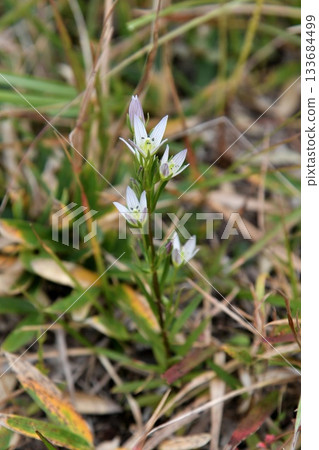 大會之花 大會之花 133684499