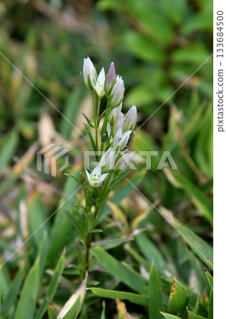 Flower of the assembly Flower of the assembly 133684500