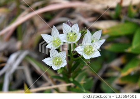Flower of the assembly Flower of the assembly 133684501