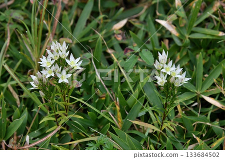 大會之花 133684502