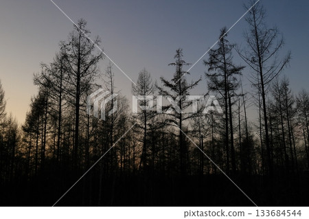 Silhouette of a larch forest at dusk Silhouette of a larch forest at dusk 133684544