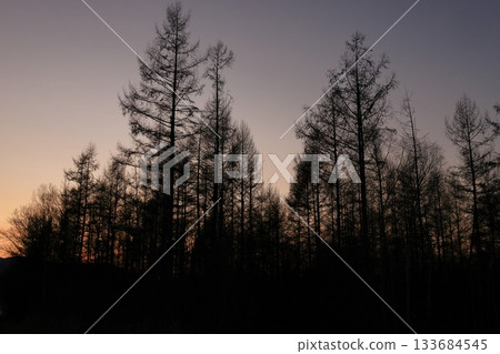 Silhouette of a larch forest at dusk Silhouette of a larch forest at dusk 133684545