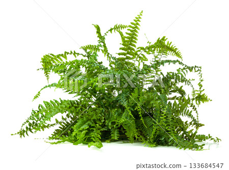 Lush green fern isolated on a white background. Lush green fern isolated on a white background. 133684547