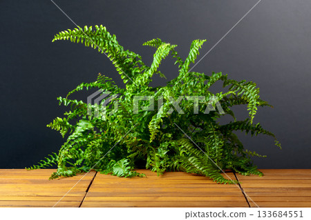 Fern on a wooden floor. Fern on a wooden floor. 133684551