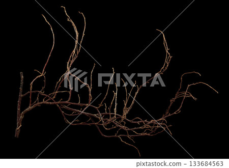 The intricately entwined withered branch of a bush on a black background. The intricately entwined withered branch of a bush on a black background. 133684563