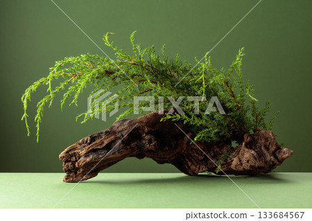 Old snag and juniper branches on a green background. 133684567