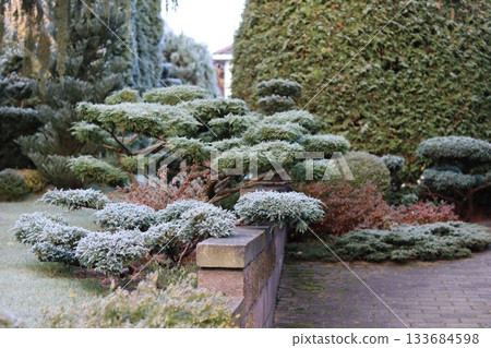 Frost covering garden plants and bonsai style juniper shrubs, creating an intricate winter landscape design 133684598