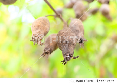 Macro nature depiction of withered cosmos seeds and seed shells 133684676
