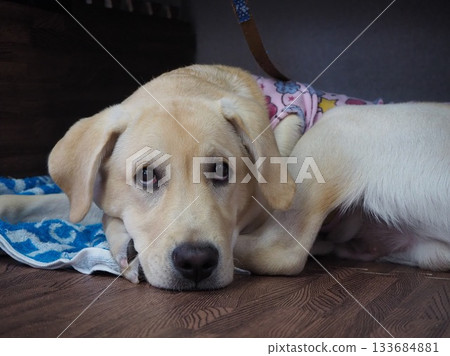 拉布拉多獵犬 拉布拉多獵犬 133684881