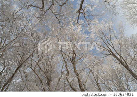 Beautiful hoarfrost forest Beautiful hoarfrost forest 133684921