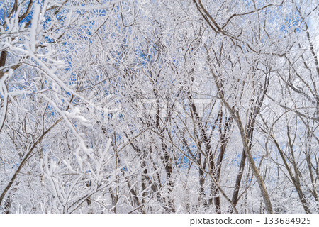 Beautiful hoarfrost forest 133684925