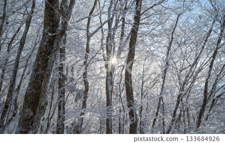 Beautiful hoarfrost forest 133684926