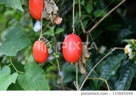 花椰菜的果實 花椰菜的果實 133685048