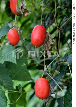 花椰菜的果實 133685078