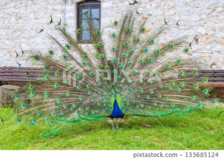 Male of peacock or peafowl (Pavo cristatus) with colorful spread tail-feathers on a lawn 133685124