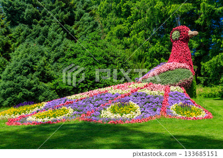 Peacock made of flowers on the island of flowers Mainau on Lake Constance, Germany 133685151