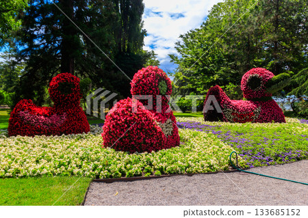 Ducks made of flowers on the island of flowers Mainau on Lake Constance, Germany Ducks made of flowers on the island of flowers Mainau on Lake Constance, Germany 133685152