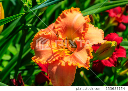 Beautiful daylily in the garden 133685154