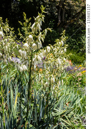White flowers of the yucca plant 133685157