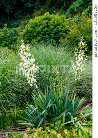 White flowers of the yucca plant 133685159