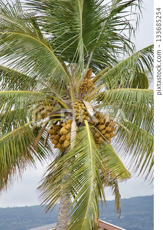 夏威夷大島上一棵結滿果實的棕櫚樹 133685254
