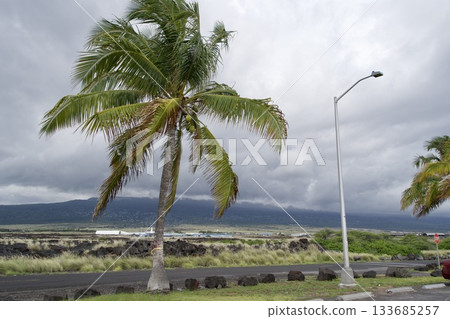 夏威夷大島上的棕櫚樹迎風搖曳，構成了一幅美麗的風景。 133685257