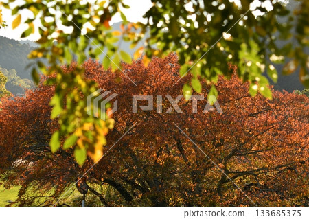 Autumn leaves backlit photography 133685375