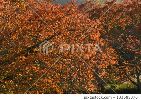 Autumn leaves backlit photography 133685376