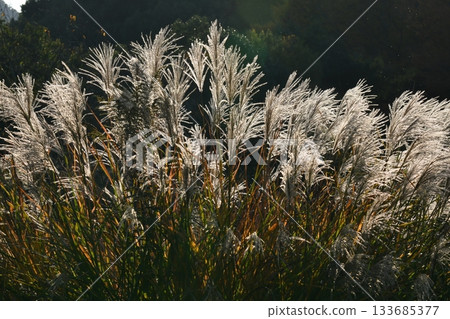 芒草 133685377