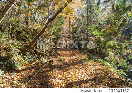 金岳登山步道(秩父外) 金岳登山步道(秩父外) 133685387