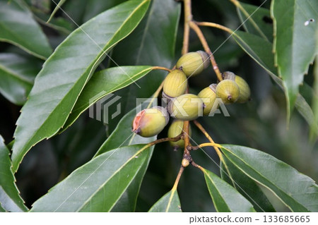 Arakashi no Oe 133685665