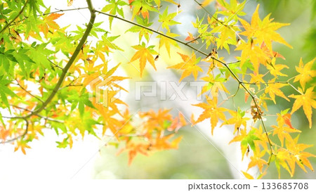 Autumn leaves fall 11 to 12 Autumn leaves fall 11 to 12 133685708