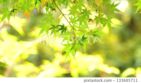 Autumn leaves fall 11 to 12 Autumn leaves fall 11 to 12 133685711