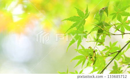 秋葉落在11至12日 秋葉落在11至12日 133685712