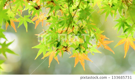 Autumn leaves fall 11 to 12 133685731