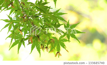 Autumn leaves fall 11 to 12 133685740