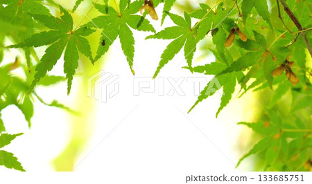 Autumn leaves fall 11 to 12 133685751