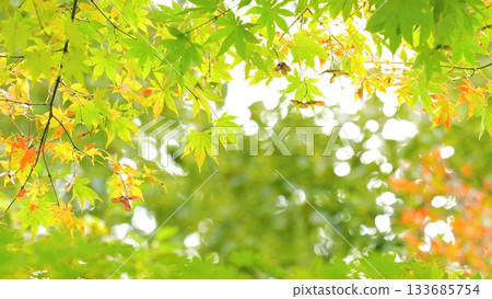 Autumn leaves fall 11 to 12 133685754