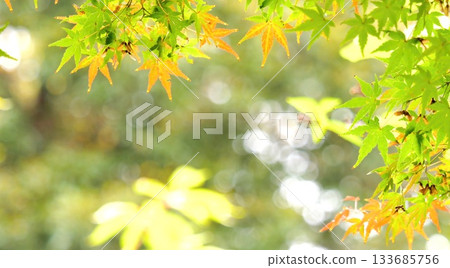 Autumn leaves fall 11 to 12 133685756