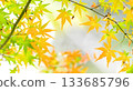 Autumn leaves fall 11 to 12 133685796