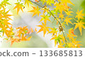 Autumn leaves fall 11 to 12 133685813